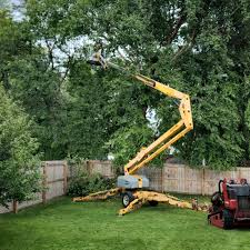 Best Palm Tree Trimming  in Woodbranch, TX