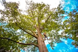 Best Tree Maintenance Programs  in Woodbranch, TX