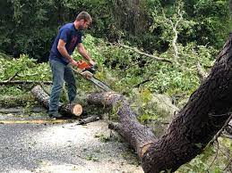 Best Hazardous Tree Removal  in Woodbranch, TX