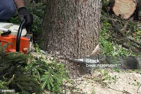 Best Seasonal Cleanup (Spring/Fall)  in Woodbranch, TX
