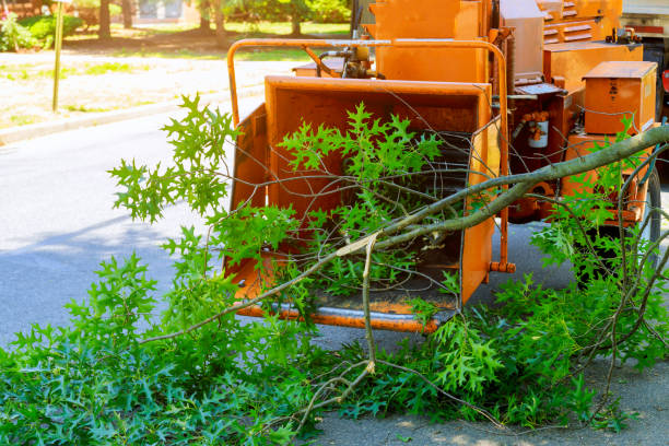 Best Hedge Trimming  in Woodbranch, TX