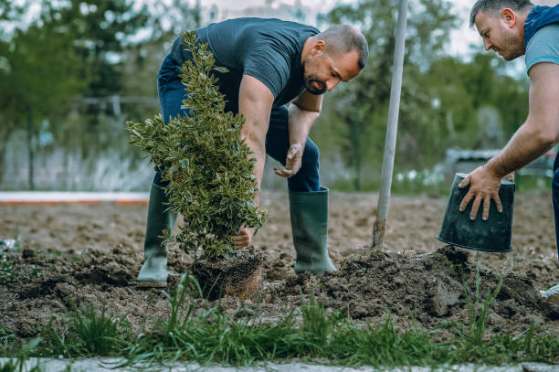 Best Pest Control for Lawns  in Woodbranch, TX