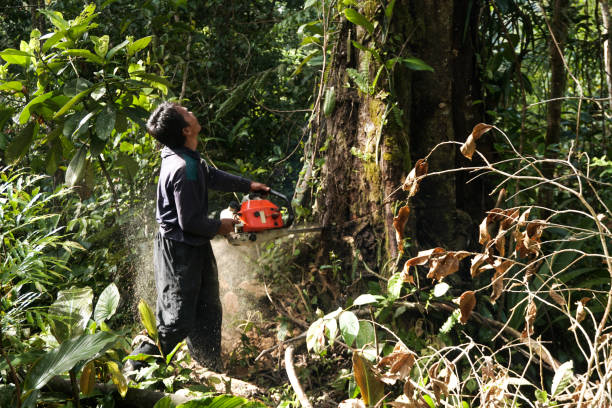 Best Tree Disease Treatment  in Woodbranch, TX