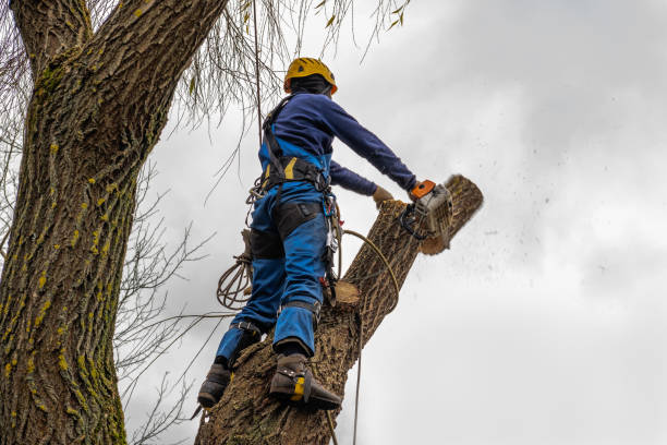 Best Fruit Tree Pruning  in Woodbranch, TX