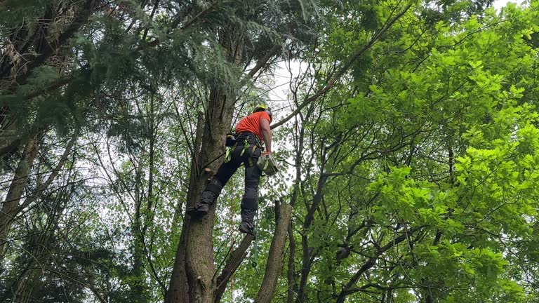 Best Tree and Shrub Care  in Woodbranch, TX
