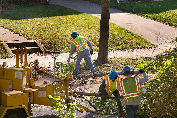 Best Tree Cabling and Bracing  in Woodbranch, TX