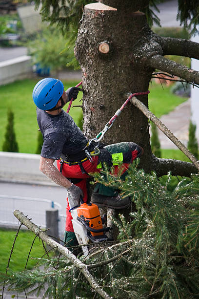 Best Leaf Removal  in Woodbranch, TX