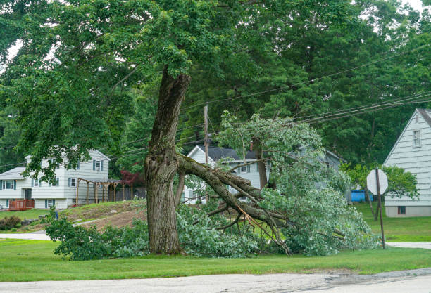 How Our Tree Care Process Works  in  Woodbranch, TX