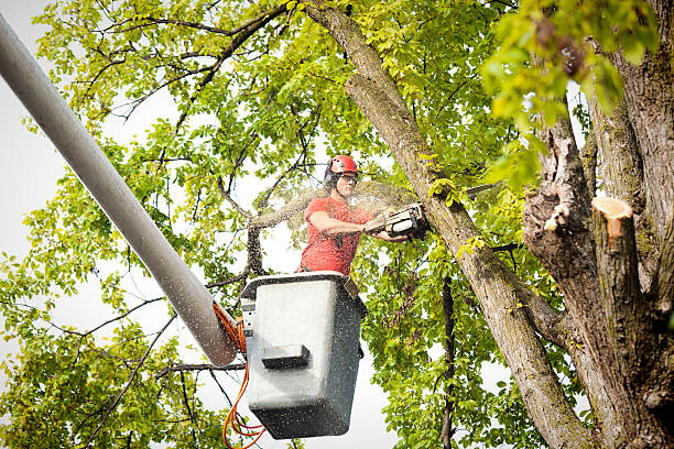 Best Tree Removal  in Woodbranch, TX