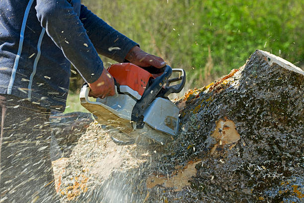Best Lawn Pest Prevention  in Woodbranch, TX